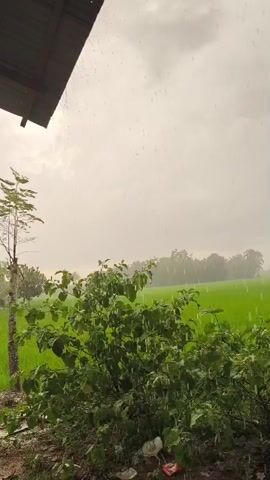 A vertical video shows heavy rain falling in a rural area. In the foreground, a dense green bush is wet with rain, and there is some trash on the ground beneath it. To the left of the bush is a slender tree. A portion of a dark-colored roof overhang is visible in the upper left corner. In the background, a vibrant green rice field stretches out, with trees lining the horizon. The sky is overcast and hazy, with raindrops visible against the light sky. The overall impression is of a strong downpour.