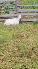 Up close with goats at a rural enclosure in Sokolovo