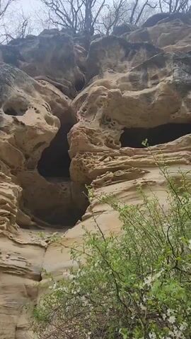 The video shows a tall rock formation with several cave-like openings. The rock is layered and has a weathered appearance, with numerous holes and crevices. At the base of the formation, there are some small green bushes. As the camera pans up, a group of people can be seen walking along a path at the base of the rock formation. The camera then pans to the surrounding landscape, revealing a hillside with bare trees. In the distance, there are mountains covered in fog or clouds. The sky is overcast, creating a muted light.