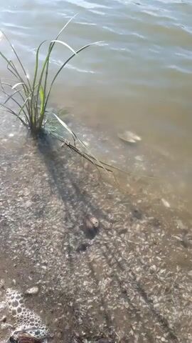 The video shows a close-up of a shoreline with shallow, murky water lapping at the edge. A clump of green grass grows from the sandy, debris-strewn bank. The water appears disturbed, with small ripples and a reflection of sunlight on the surface. There are small shells and debris visible on the bank and in the shallow water. The overall impression is of a natural, outdoor environment.
