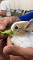 Residents interact with pet rabbits and capybara in Nha Trang