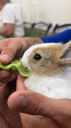 Residents interact with pet rabbits and capybara in Nha Trang