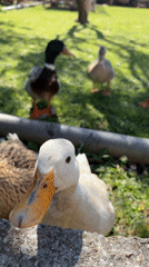 Ducks spotted in grassy area in Bar, Montenegro