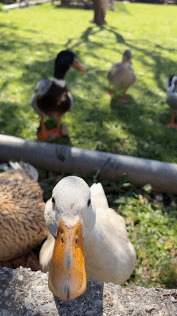 Ducks spotted in grassy area in Bar, Montenegro
