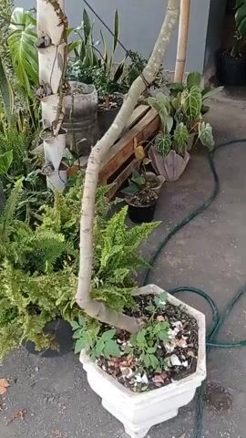 The video shows a plant with a thick, curving trunk and green leaves. The plant is in a white hexagonal pot. In the background, there are other potted plants, including ferns, a Monstera plant, and plants with heart-shaped leaves. There are also some recycled plastic containers used as planters. The ground is paved with concrete. A green hose is visible on the ground. The scene appears to be outdoors, possibly in a yard or patio.