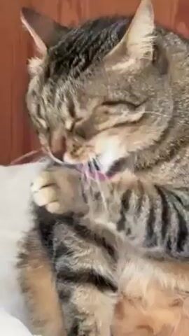 A tabby cat is sitting on a white surface and grooming itself by licking its paws and using them to clean its face and head. A brown wood-patterned surface is visible behind the cat.