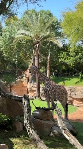 The video shows a giraffe standing in a zoo enclosure. The giraffe is tall and has a brown and white spotted coat. It is standing next to a palm tree and some rocks. There are some people in the background walking near the enclosure. The environment is sunny and green.