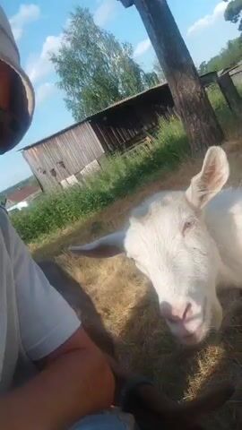 The video captures a close-up perspective from the ground, with the camera tilted upwards. In the foreground, a white goat with large ears is prominently featured, its face filling a significant portion of the frame. To the left, a person's leg, clad in blue jeans, and a portion of their arm and shoulder are visible, suggesting they are sitting or kneeling. A small, brown and white goat is also partially visible near the person's leg. The background depicts a rural setting under a bright blue sky with scattered clouds. A rustic wooden structure, possibly a barn or shed, is visible behind the goats. Tall grass and a tree trunk are also present in the environment. The lighting suggests it is daytime, likely sunny.