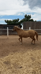 Farm animals documented during rural Bulgaria visit