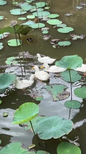 Lotus pond heritage site in Nha Trang, ducks and áo dài