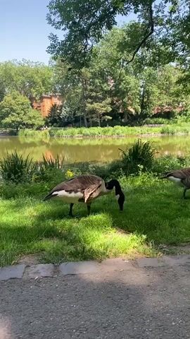 The video shows a goose eating grass on the lawn of a park, next to a pond. The goose has a brown body, a black neck and head, and a white patch on its cheeks. The lawn is green and lush, with some yellow flowers and reeds. The pond is calm and reflects the trees and buildings in the background. The sky is blue and sunny. A paved path runs along the edge of the lawn.