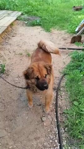 The video shows a medium-sized, fluffy brown dog with a bushy tail, standing on a dirt path. The dog is tethered by a chain to a black collar around its neck. The dog is looking at the camera and licking its nose. In the background, there is green foliage, some wooden planks, and a shovel leaning against a structure. The dog appears to be in an outdoor, possibly rural, setting. The word "Дина" (Dina) is spoken at intervals in the video.