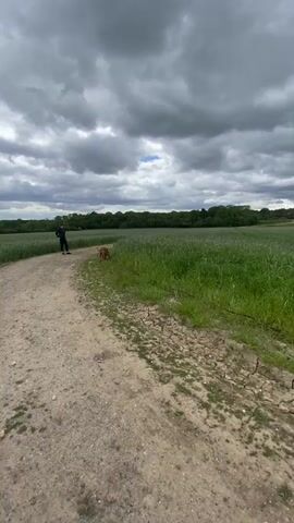The video depicts a landscape scene on a cloudy day. A person stands on a dirt road, with a dog nearby. The road is flanked by fields of green grass or crops. In the background, a line of trees marks the horizon. The sky is overcast with grey and white clouds. The camera is positioned at ground level and pans slightly across the scene, showing the dirt road, the adjacent fields, and the distant treeline.