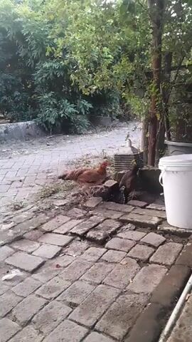 Two chickens are pecking at the ground near a white bucket and some trees. The ground is paved with bricks.