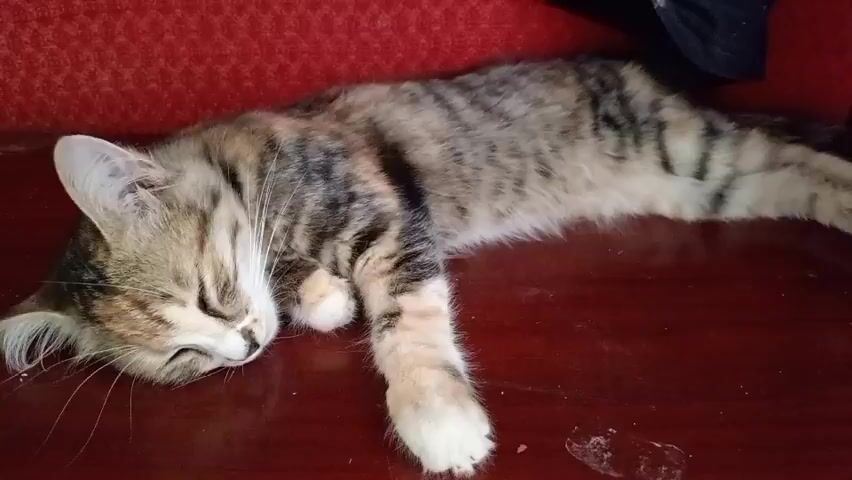 A tabby cat is sleeping on a dark red surface. The cat is lying on its side with its eyes closed and its paws extended. The cat has striped fur and white paws. In the background, there is a red textured surface.