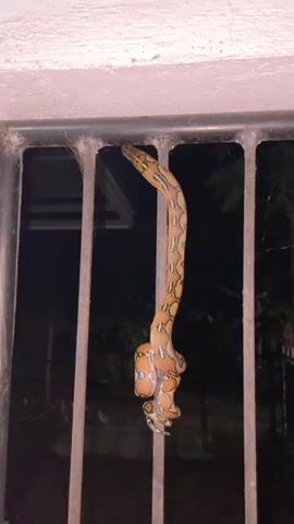 A snake is coiled around the bars of a metal grate. The snake has a patterned yellow and brown body. The background is dark, suggesting nighttime or an indoor setting with poor lighting. The grate appears to be part of a window or balcony railing. The snake is positioned vertically, with its head near the top of the grate and its body hanging downwards. There is some webbing on the grate.