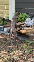 Hairless pets and a sunny yard in Kleshchevka