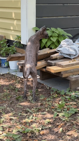 Hairless pets and a sunny yard in Kleshchevka