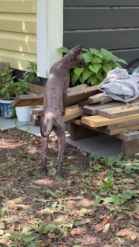 A hairless dog stands on a pile of wooden planks outside. The dog is facing away from the camera, looking towards a wall of a building. There are green plants to the right of the dog, and some fabric and a plastic bottle are also on the planks. The ground is covered in dirt and leaves. The lighting suggests it is daytime.