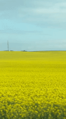 Yellow flower field observed in Hadzhiite, Bulgaria