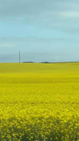 Yellow flower field observed in Hadzhiite, Bulgaria
