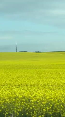 The video shows a vast field of vibrant yellow flowers under a sky that's a pale blue. A glimpse of green trees is seen briefly at the bottom of the frame. In the distance, a tall tower stands on the horizon. The perspective suggests the view is from a moving vehicle. A distinct Latin-sounding song plays in the background.