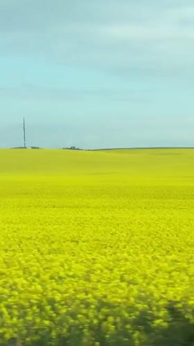 Yellow flower field observed in Hadzhiite, Bulgaria