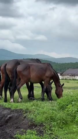 Two dark brown horses are grazing in a field under a cloudy sky. The horse on the right has its head down, eating grass, while the horse on the left stands slightly behind it. In the background, there are rolling hills covered in trees and a few buildings. The foreground shows a patch of dark soil and lush green grass. The overall scene depicts a serene, rural landscape.