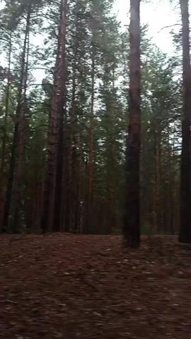 The video shows a first-person view of someone walking through a forest. Tall pine trees dominate the scene, with a path of pine needles on the ground. The lighting suggests an overcast or dim day. The camera is angled slightly upwards, focusing on the trees. There are no other people or discernible objects visible in the footage. The movement of the camera is steady, indicating a walking pace.