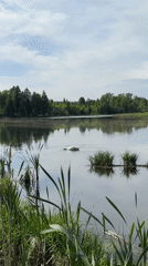 Swan feeding, flower gathering observed at tranquil Bormist lake