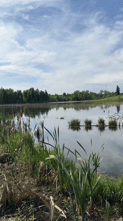 Swan feeding, flower gathering observed at tranquil Bormist lake