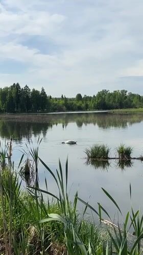 Swan feeding, flower gathering observed at tranquil Bormist lake