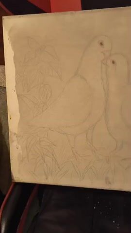 The video shows a close-up shot of a canvas with a pencil drawing of two doves. The doves are depicted in a tender pose, facing each other. One dove appears slightly larger than the other, possibly representing a parent and its young. The drawing includes details of foliage and grass around the birds, suggesting a natural setting. The canvas itself seems to be placed on a dark surface, possibly a chair or sofa, with some scattered white debris visible in the lower right corner. The lighting is soft, highlighting the delicate lines of the sketch. The video pans slightly across the canvas, giving a full view of the artwork.