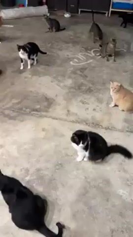 The video shows a large number of cats in an indoor space, possibly a large room or shelter. The cats are of various colors and patterns, including black, tabby, white, orange, and black and white. They are scattered around the room, some standing, some sitting, and some approaching the camera. There is a large plant pot in the background, along with other objects that suggest a somewhat cluttered environment. A person out of view makes cooing or calling noises, possibly trying to attract the cats.