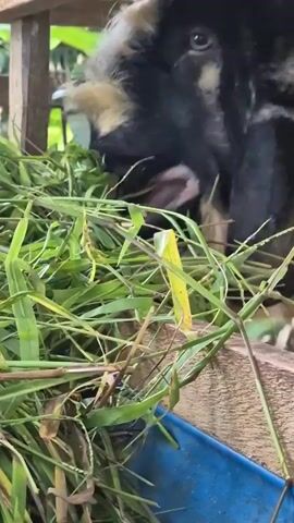 The video shows a close-up shot of a goat eating grass from a blue trough. The goat has black and tan fur and is partially visible behind a wooden fence. The background is out of focus but appears to be an outdoor setting with greenery. The lighting is natural, suggesting it is daytime. The goat's mouth is actively chewing on the grass.