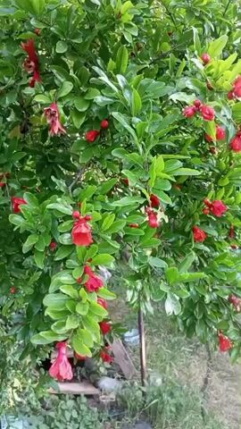 The video showcases a pomegranate tree in bloom, with its vibrant red flowers and lush green leaves filling the frame. The camera moves gently through the branches, offering close-ups of the blossoms, some still in bud and others fully open, revealing their intricate centers. The scene appears to be outdoors, likely in a garden or natural setting, suggested by the greenery and natural light. The time of day seems to be daytime, with the sun filtering through the leaves, creating a dappled effect. The weather appears pleasant, conducive to outdoor growth. The overall impression is one of natural beauty and the promise of fruit to come. There are no people visible in the video, and no text is present. The setting of Tchoporti, Georgia, adds a specific geographical context to the visual.