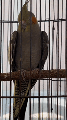 Caged birds — cockatiels and parrots — spotted in Kuta Selatan