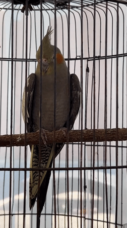 Caged birds — cockatiels and parrots — spotted in Kuta Selatan