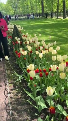 Tourists visit Peterhof Palace gardens and attractions in Russia