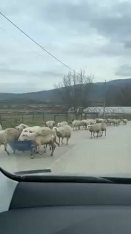 The video shows a flock of sheep crossing a road. The view is from inside a car, looking out the windshield and side window. The sheep are white and woolly. Some have brown markings. They are walking across the asphalt road.  In the background, there's a rural landscape with fields, trees, and hills under a cloudy sky.  The car is stopped, waiting for the sheep to cross.