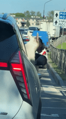 Dog in traffic, historic ship, bronze statue observed in Novgorod