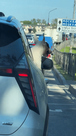 Dog in traffic, historic ship, bronze statue observed in Novgorod