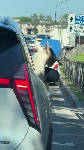 Dog in traffic, historic ship, bronze statue observed in Novgorod