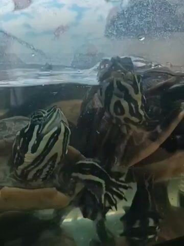 This media file depicts a close-up, underwater view of several small turtles in a tank. The turtles appear to be of the same species, characterized by green and black striped patterns on their heads and limbs. They are positioned close together, with some overlapping. Their front legs are visible, some extended as if swimming or reaching. The water's surface is visible, with a slight ripple and some bubbles. Above the water, the background is blurry but suggests a decorated tank, possibly with colorful, fish-shaped decals on the glass. The lighting appears to be artificial, typical of an indoor aquarium setting. There is no indication of time of day, weather, or specific emotions displayed by the subjects. The location context of Ustowo, Poland, is noted but not visually evident within the frame. The activity is simply the turtles being present in their aquatic environment.