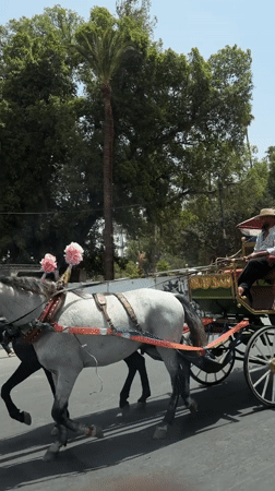 Decorated tourist carriage pulled by grey horses through Marrakesh