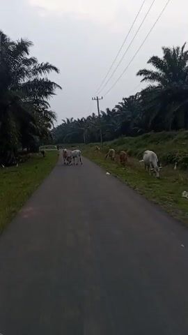 The video shows a paved road through a palm oil plantation. Several cows are present on and beside the road. In the foreground, two cows are interacting on the road, one white and one brown. Further down the road, more cows are grazing on the grassy shoulder. Tall palm trees line both sides of the road, and power lines are visible in the background against an overcast sky. The camera appears to be mounted on a moving vehicle, likely a motorcycle or car, as evidenced by the motion blur and changing perspective.