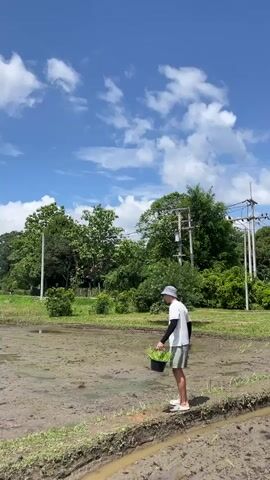 A person is standing in a muddy field under a blue sky with white clouds. The person is wearing a white t-shirt, grey shorts, a grey hat, and white shoes. They are holding a black bucket filled with green plants in their left hand and reaching down with their right hand. The field appears to be a rice paddy, with water and mud. There are trees and power lines in the background. The person is looking down at the plants in the bucket.