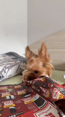 Yorkshire Terrier claims a retail flyer in Varna