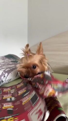 Yorkshire Terrier claims a retail flyer in Varna
