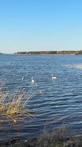 The video captures a serene daytime scene on a large body of water, likely a lake, in Białobrzegi, Poland. Under a clear blue sky, three white swans are swimming gracefully in the foreground. Their reflections are visible on the slightly rippled blue water. In the distance, a person can be seen paddling a red kayak. The far shore is lined with a dense forest of trees, with some lighter patches possibly indicating buildings or clearings. In the immediate foreground, dry reeds and grasses fringe the water's edge, adding a natural touch to the composition. The overall impression is one of calm and natural beauty.